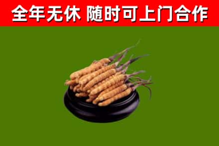连山回收散虫草