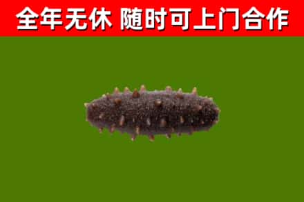 连山回收海参干